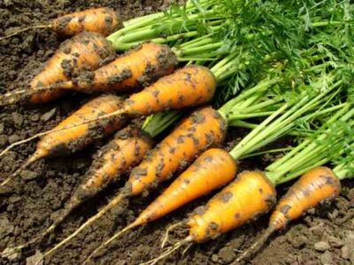 Best-Tasting Carrots Image